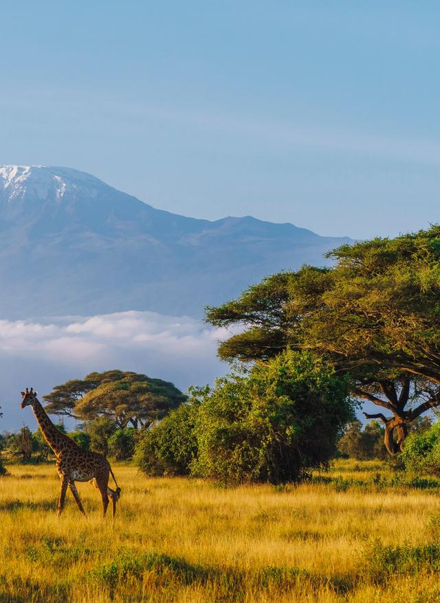 Afrika kenia-giraffe-kilimandscharo-amboseli-np-g-2111967560.jpg