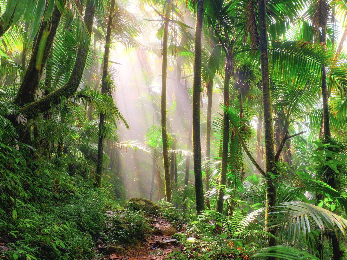 bltd66552c6582d81b5-nachhaltigkeit-regenwald-im-morgenlicht-crop-g-535499464-lp.jpg nachhaltigkeit-regenwald-im-morgenlicht-g-535499464-lp.jpg