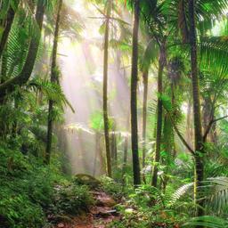 nachhaltigkeit-regenwald-im-morgenlicht-g-535499464-lp.jpg