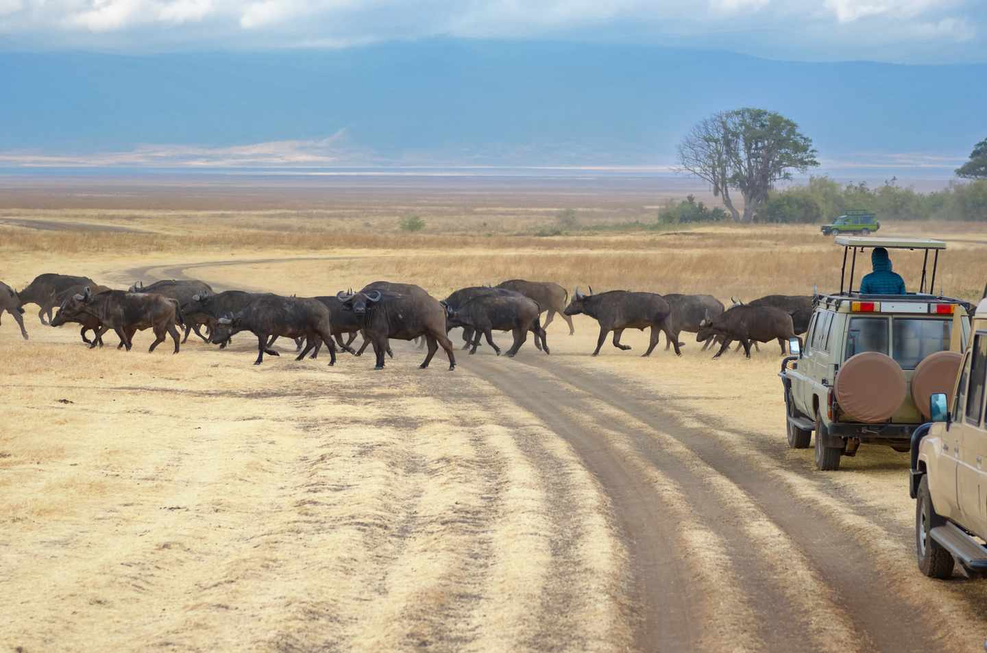 suedafrika-kruger-nationalpark-safari-bueffel-g-893400736.jpg