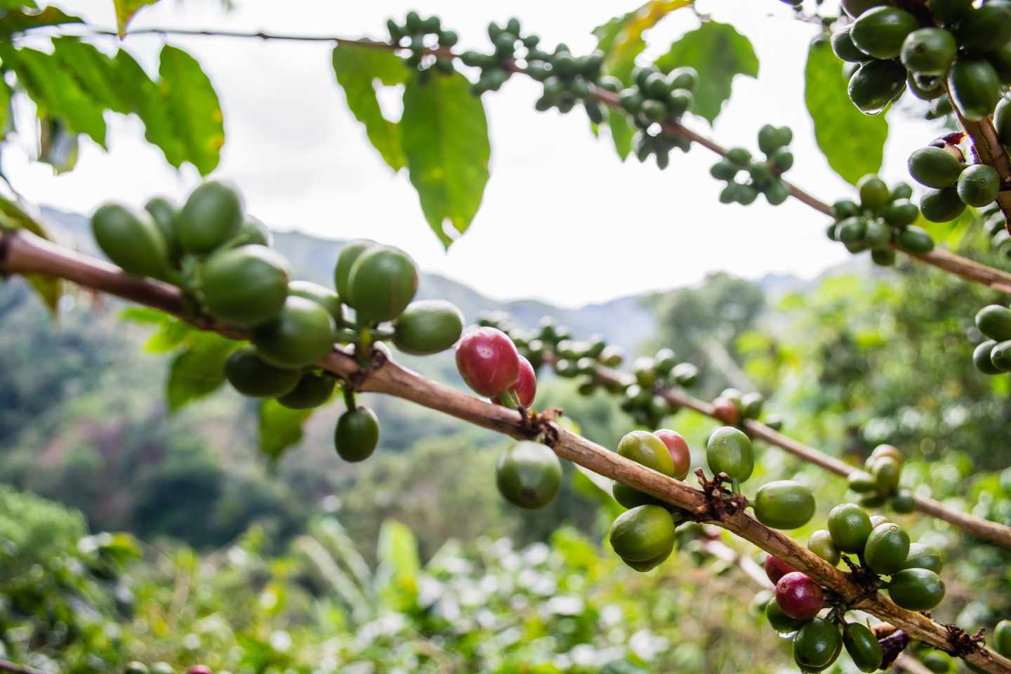 jamaika-kaffee-fruechte-am-baum-g-847241212.jpg