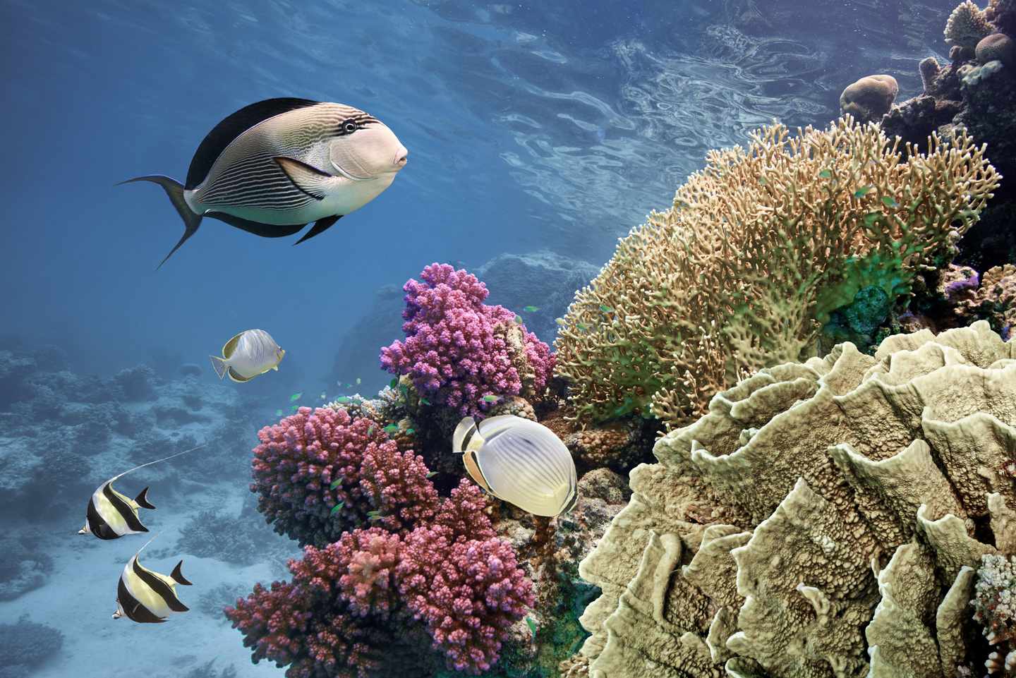 Bunte Korallen und tropische Rifffische im klaren Wasser des Roten Meeres vor Sharm El Sheikh