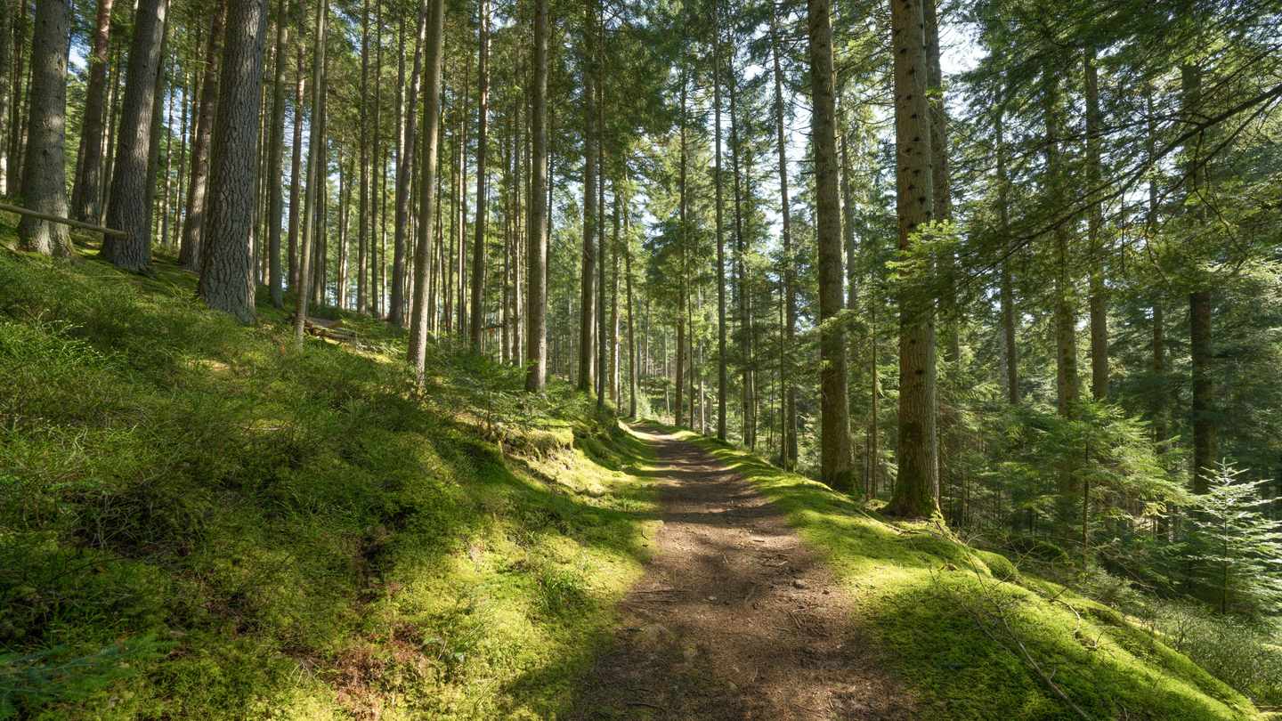 deutschland-wandern-im-schwarzwald-wald-aus-tannen-und-fichten-g-1482762189.jpg
