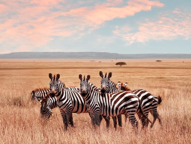 Zebras im Serengeti Nationalpark, Tansania