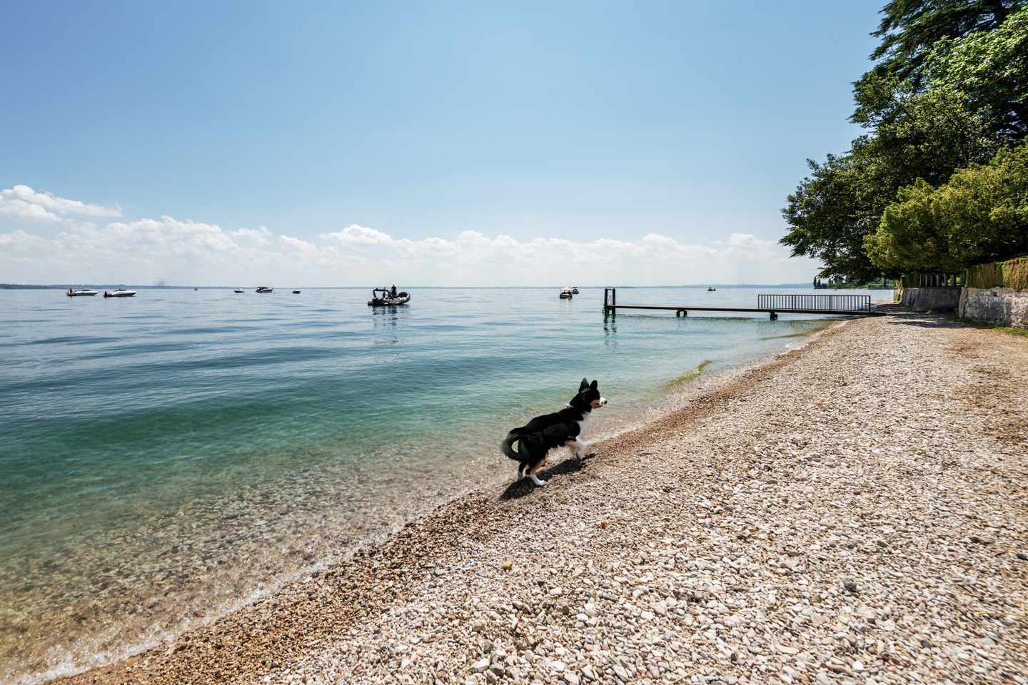 italien-gardasee-hund-san-vigilio-g-1368547290.jpg