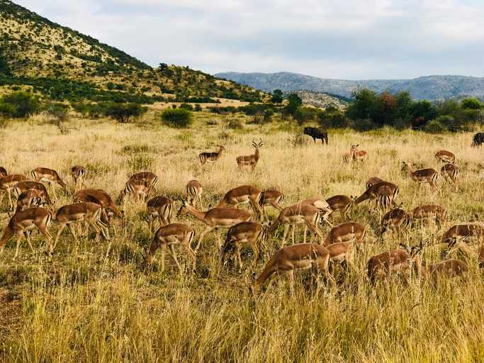 suedafrika-pilanesberg-nationalpark-gazellen-t-961598506.jpg