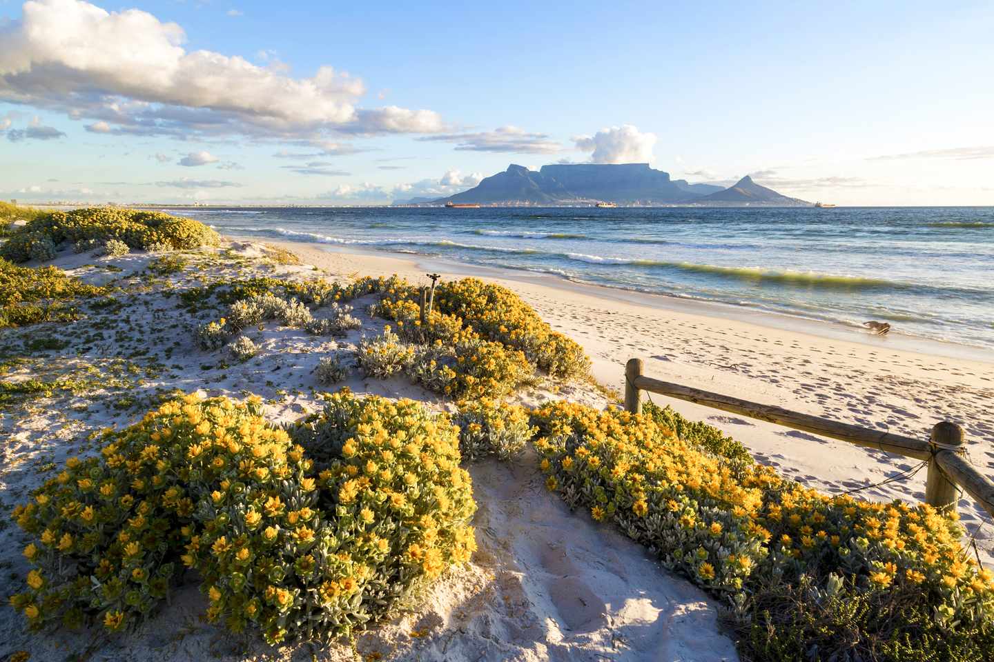 bltd92ee127a859ba09-suedafrika-kapstadt-duenen-strand-blumen-g-609953648.jpg Individualreise Südafrika: Die Dünen vor Kapstadt