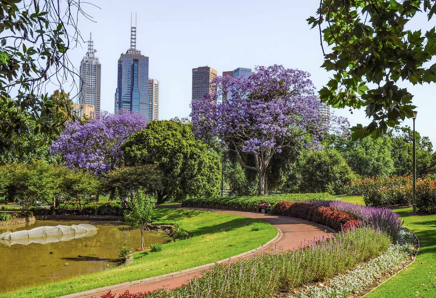 australien-melbourne-park-jacaranda-pflanzen-g-931596784.jpg