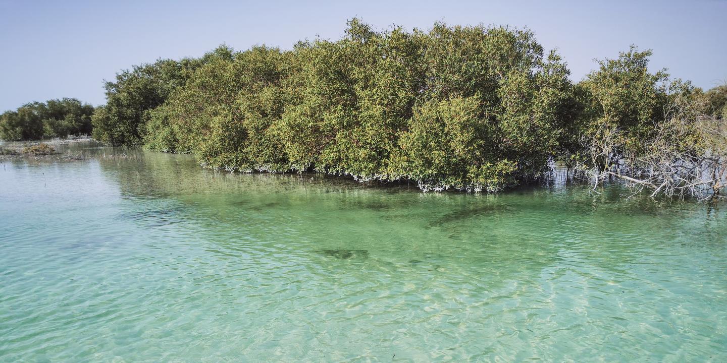 vae-abudhabi-mangroven-g-1318116572.jpg
