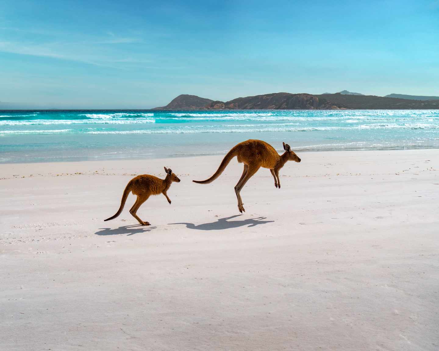 australien-western-australia-kaenguruhs-wkz.jpg