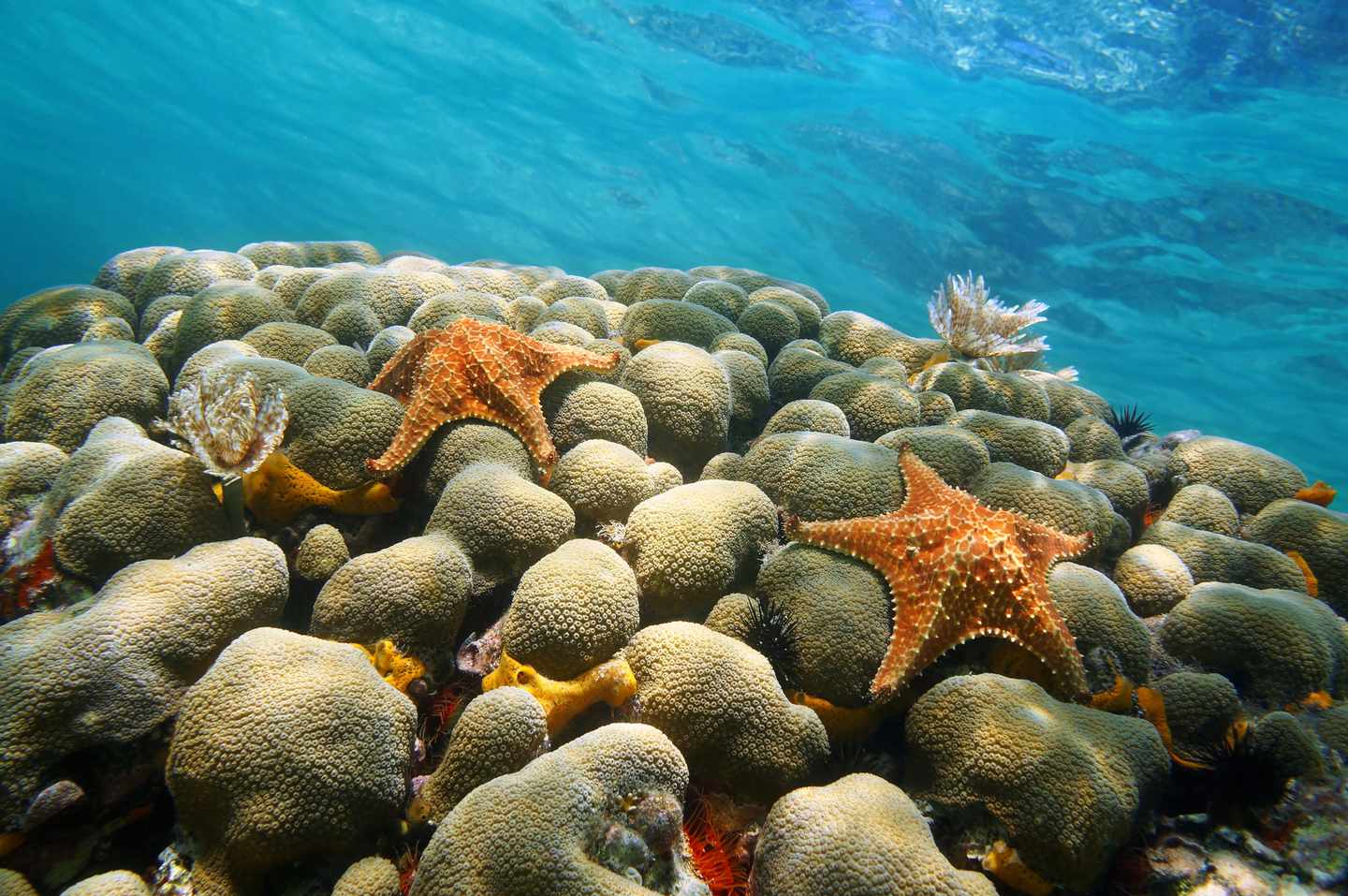 karibik-aruba-seesterne-unter-wasser-g-862602070.jpg