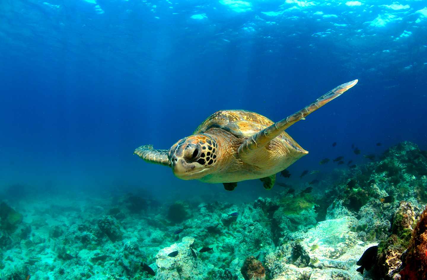 ecuador-galapagosinseln-meeresschildkroete-t-178840843.jpg