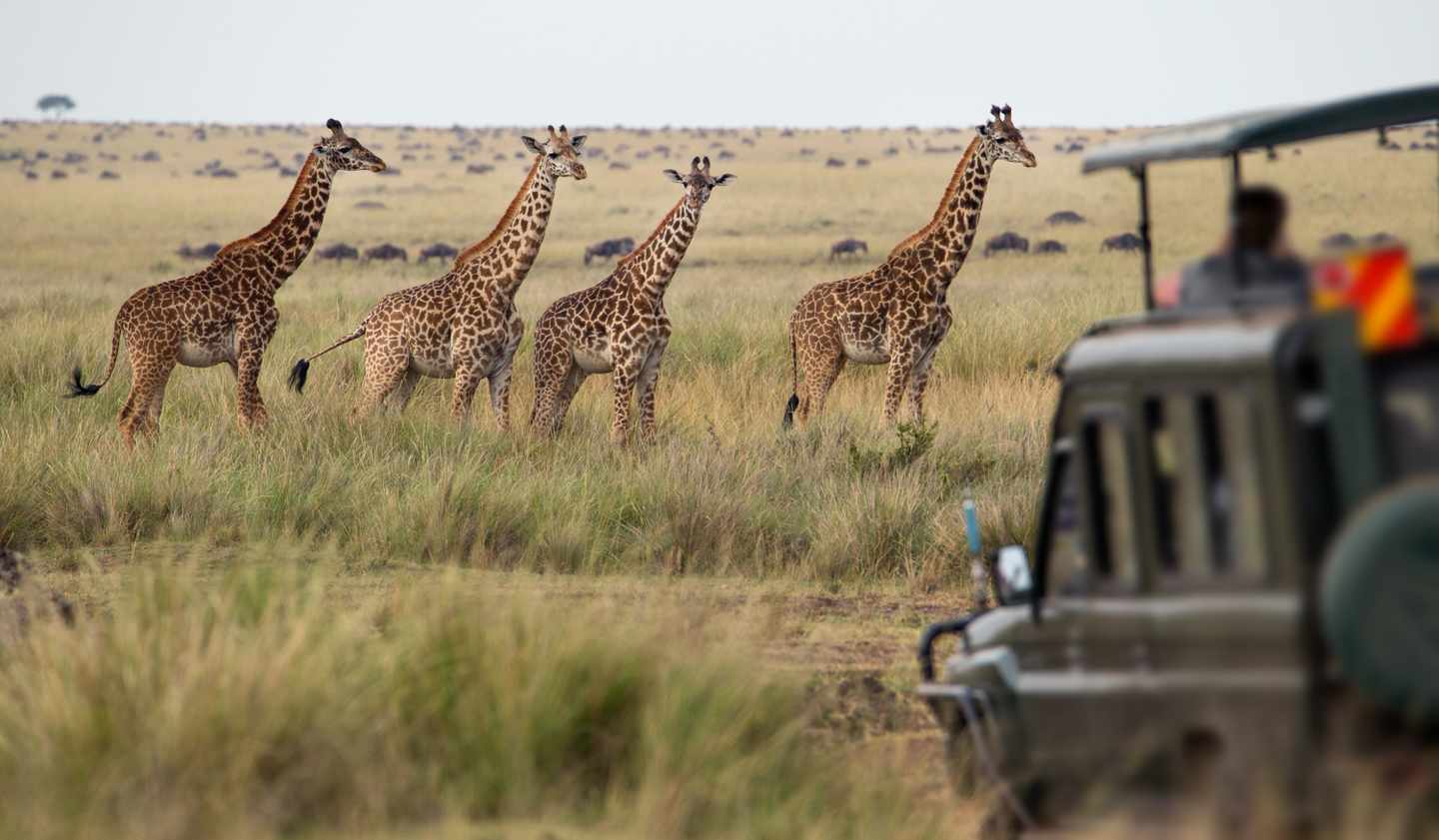 namibia-giraffen-herde-savanne-g-941491662.jpg