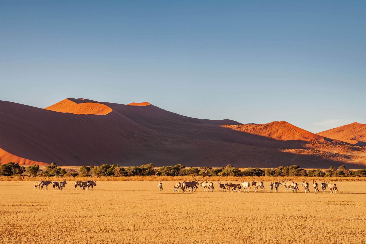 namibia-antilopenherde-in-der-savanne-g-1222520871.jpg