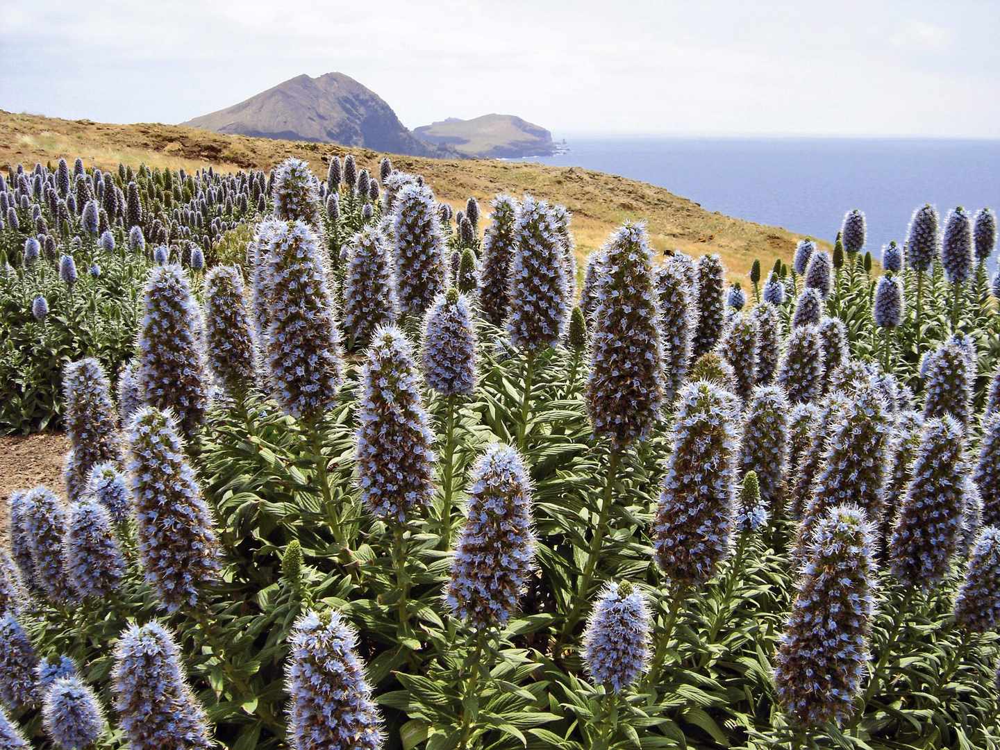 madeira-pflanzen-p-w40219.jpg