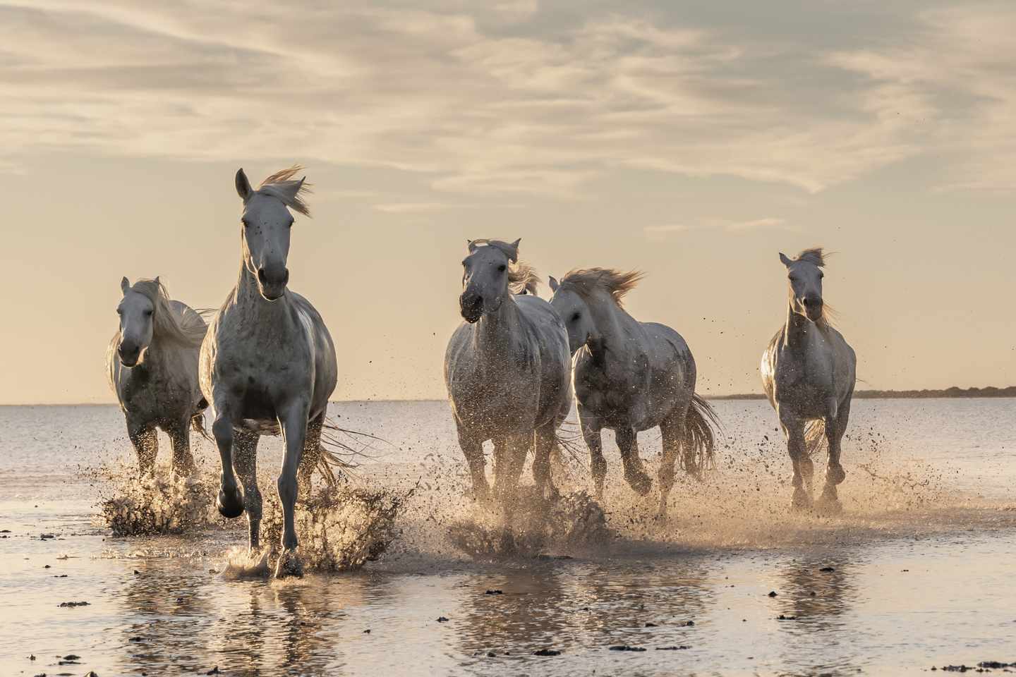 frankreich-suedfrankreich-camargue-wildpferde-g-1459782713.jpg