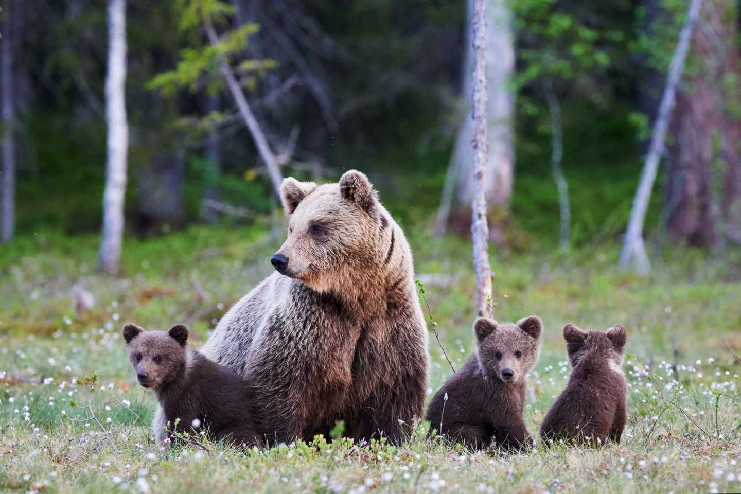 Bärenfamilie in Ontario