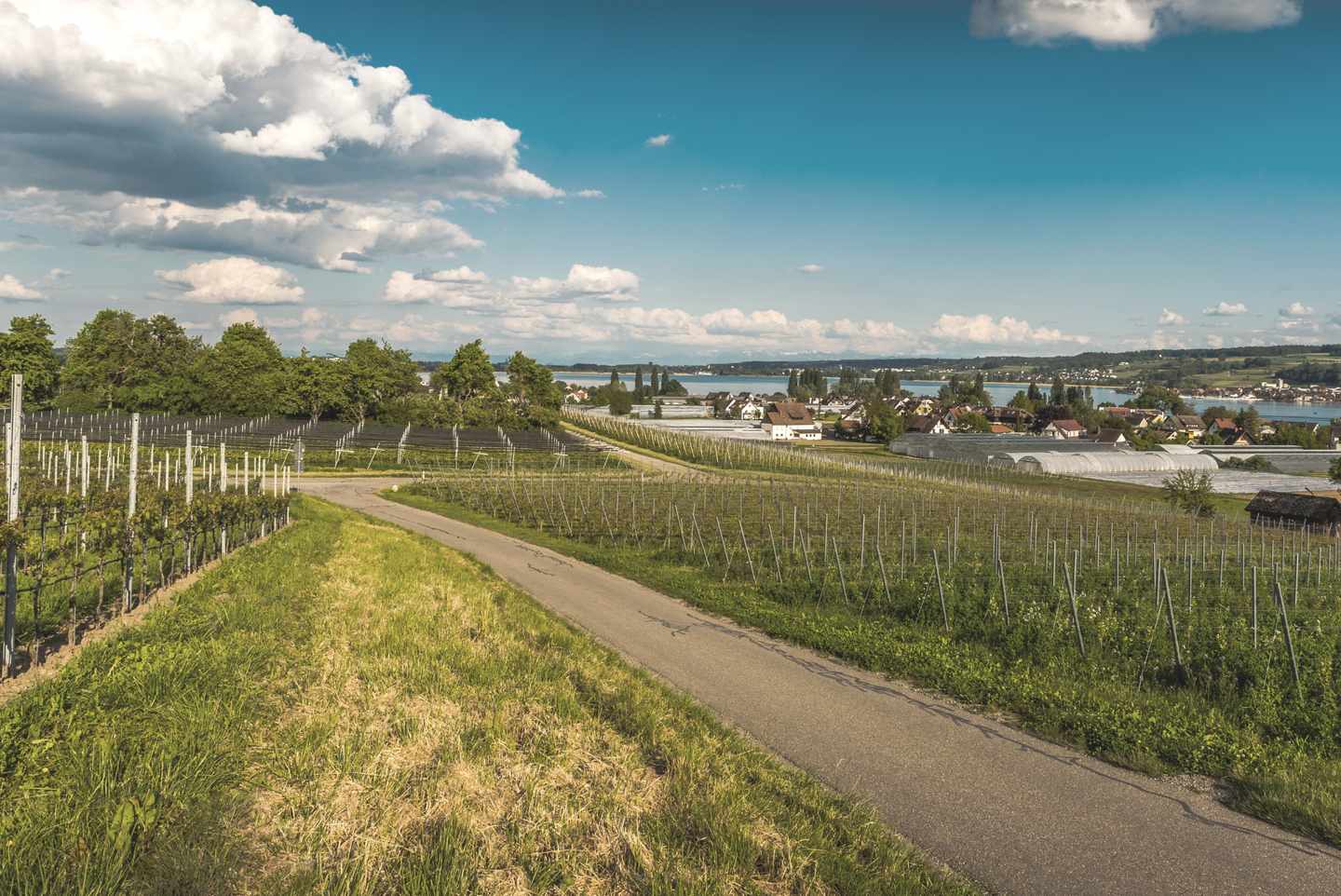 deutschland-bodensee-radtouren-konstanz-weg-durch-weinbau-g-1323278173.jpg