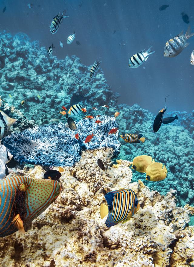 Zu den Angeboten Unterwasserwelt in Ägypten