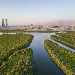 Ras-al-Khaimah-Skyline-über-Mangroven-g-1272849094.jpg