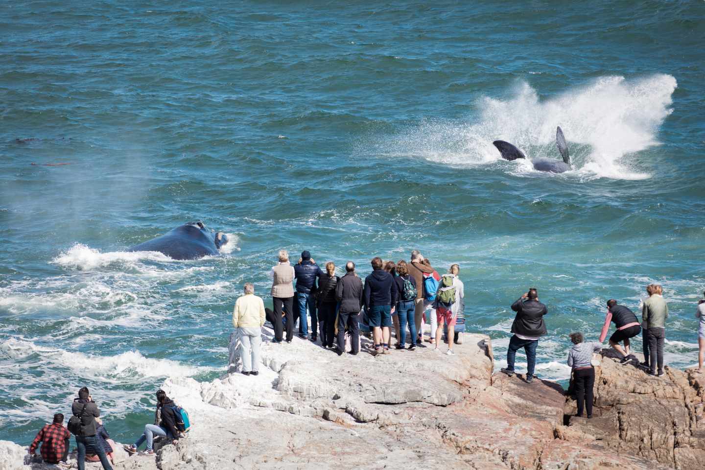afrika-suedafrika-whalewatching-hermanus-familie-kinder-g-1088169824.jpg