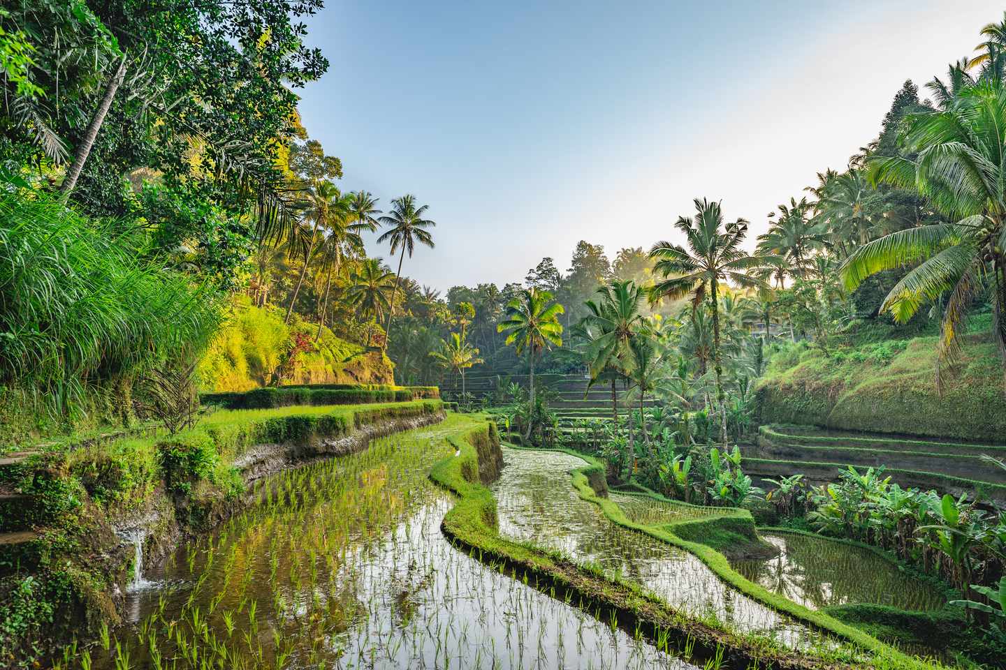 Indonesien-Bali-Reisterrasse-g-1469116195.jpg