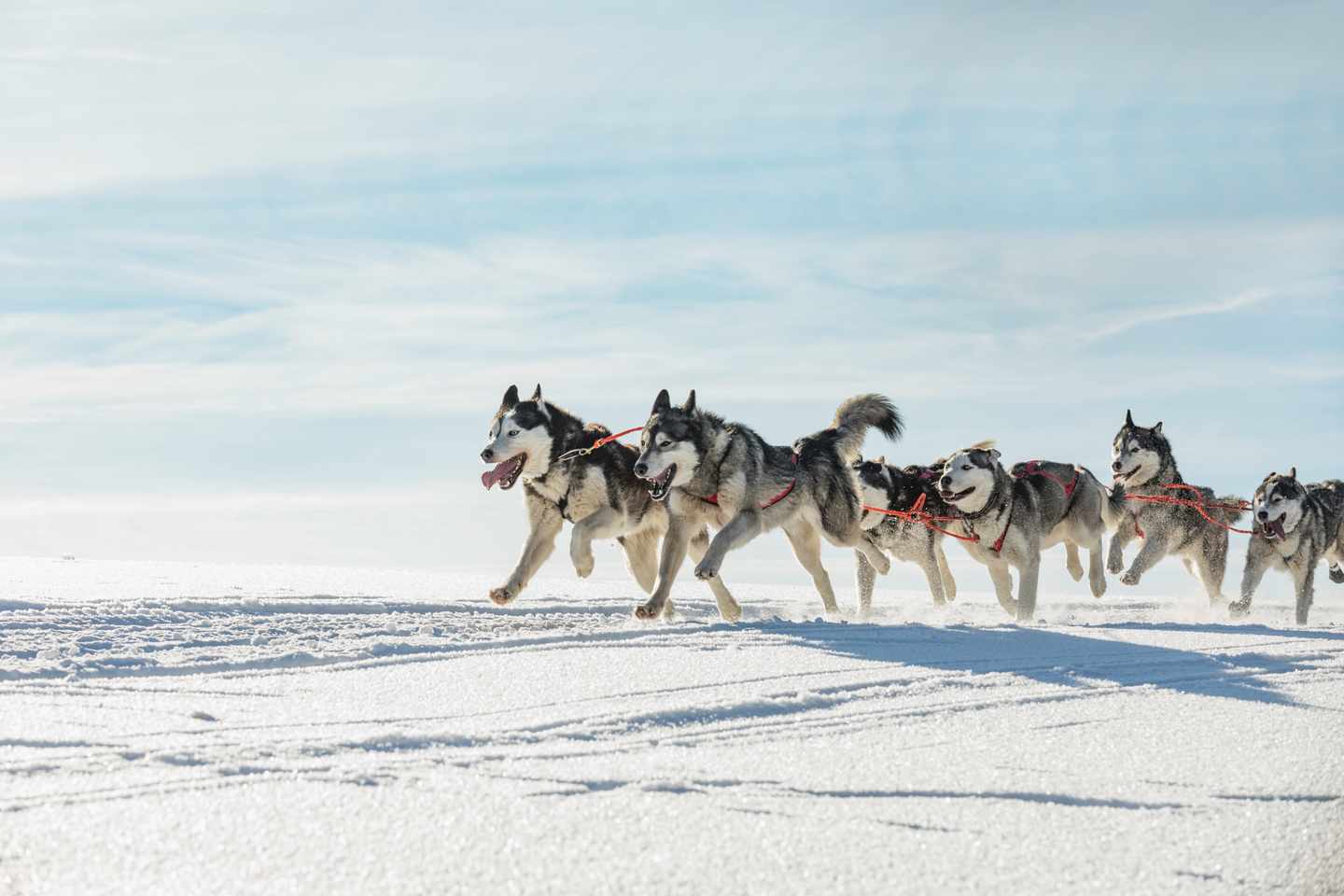 tschechien-huskyschlitten-g-1124834050.jpg