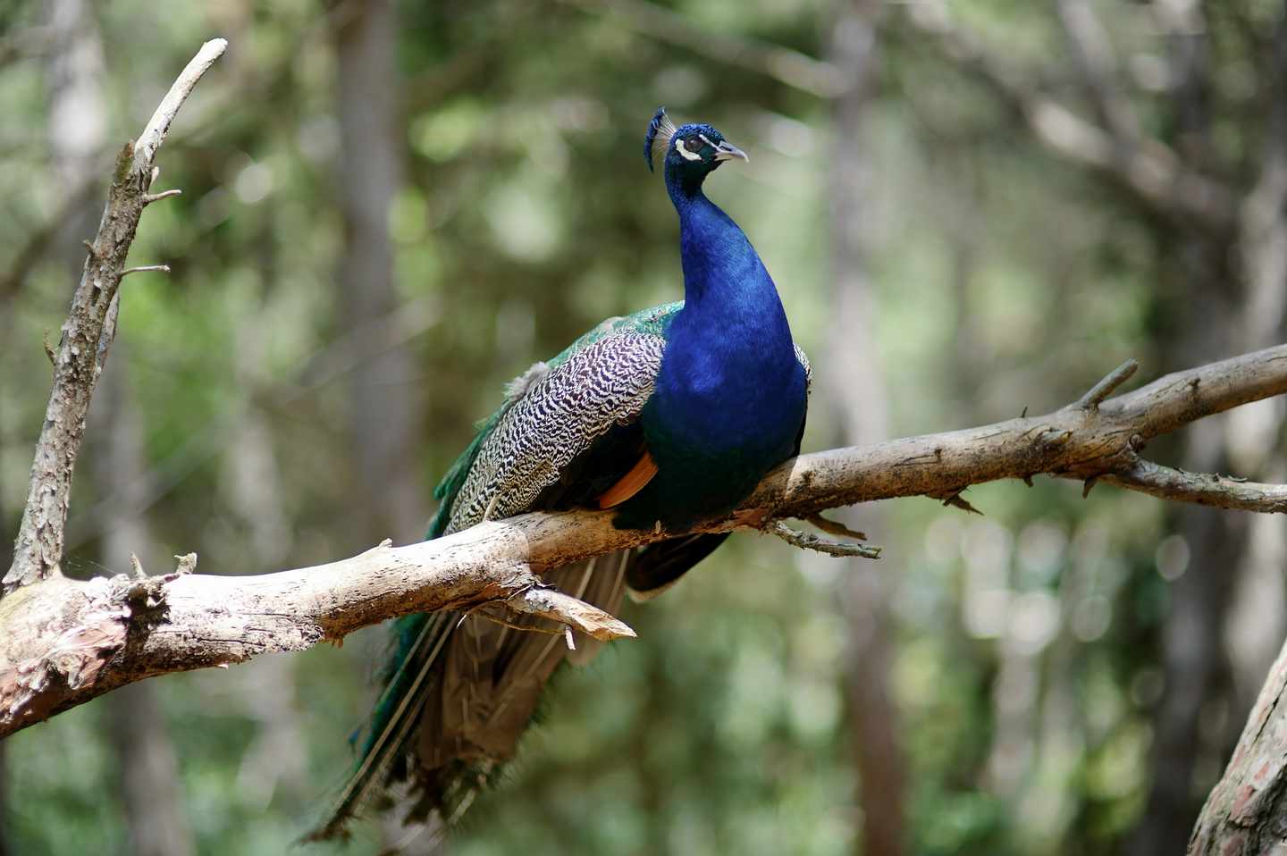 pfau-natur-g-1161355738.jpg