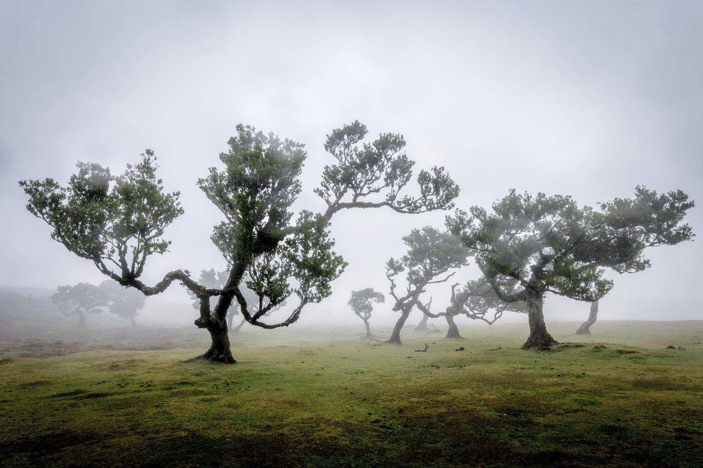 Bizarr geformte Lorbeerbäume im Fanal-Wald auf Madeira