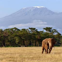 kenia-elefant-vorm-kilimandscharo-t-178878533.jpg