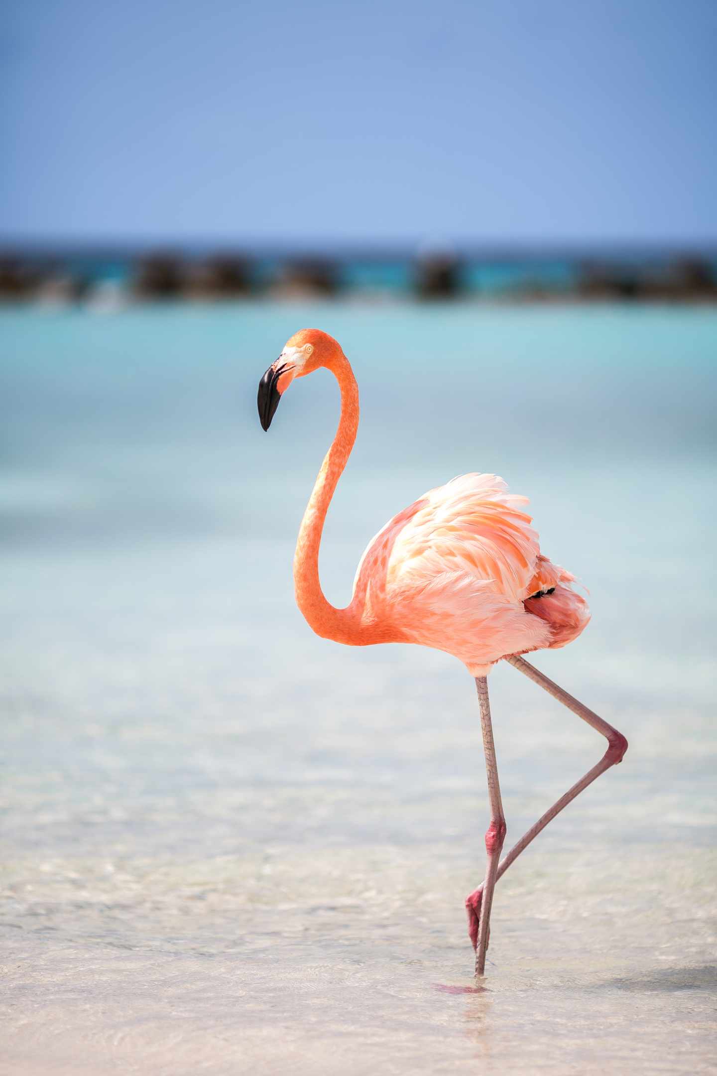 GettyImages-1441249904.jpg Flamingo im Aruba Urlaub