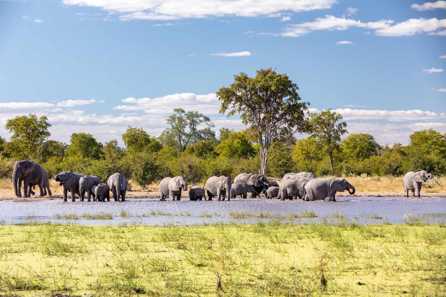 botswana-moremi-wildreservat-elefantenherde-am-wasserloch-safari-wildtiere-g-1173748994.jpg