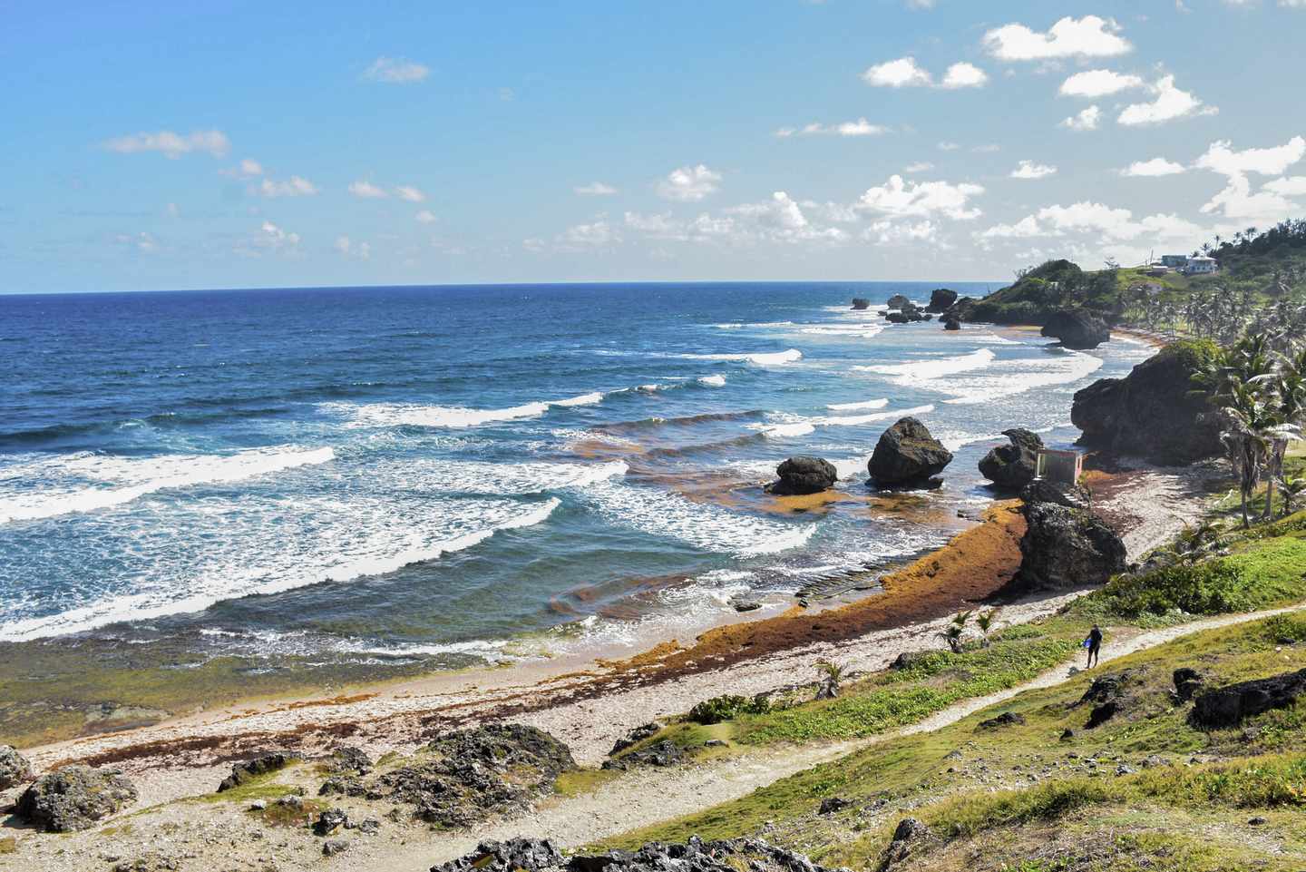 Barbados-Kueste-Natur-und-Meer-g-1686095416_bearbeitet.jpg