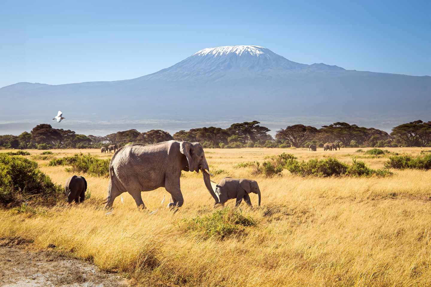 afrika-kenia-safari-kilimandscharo-elefanten-g-1828579541.jpg