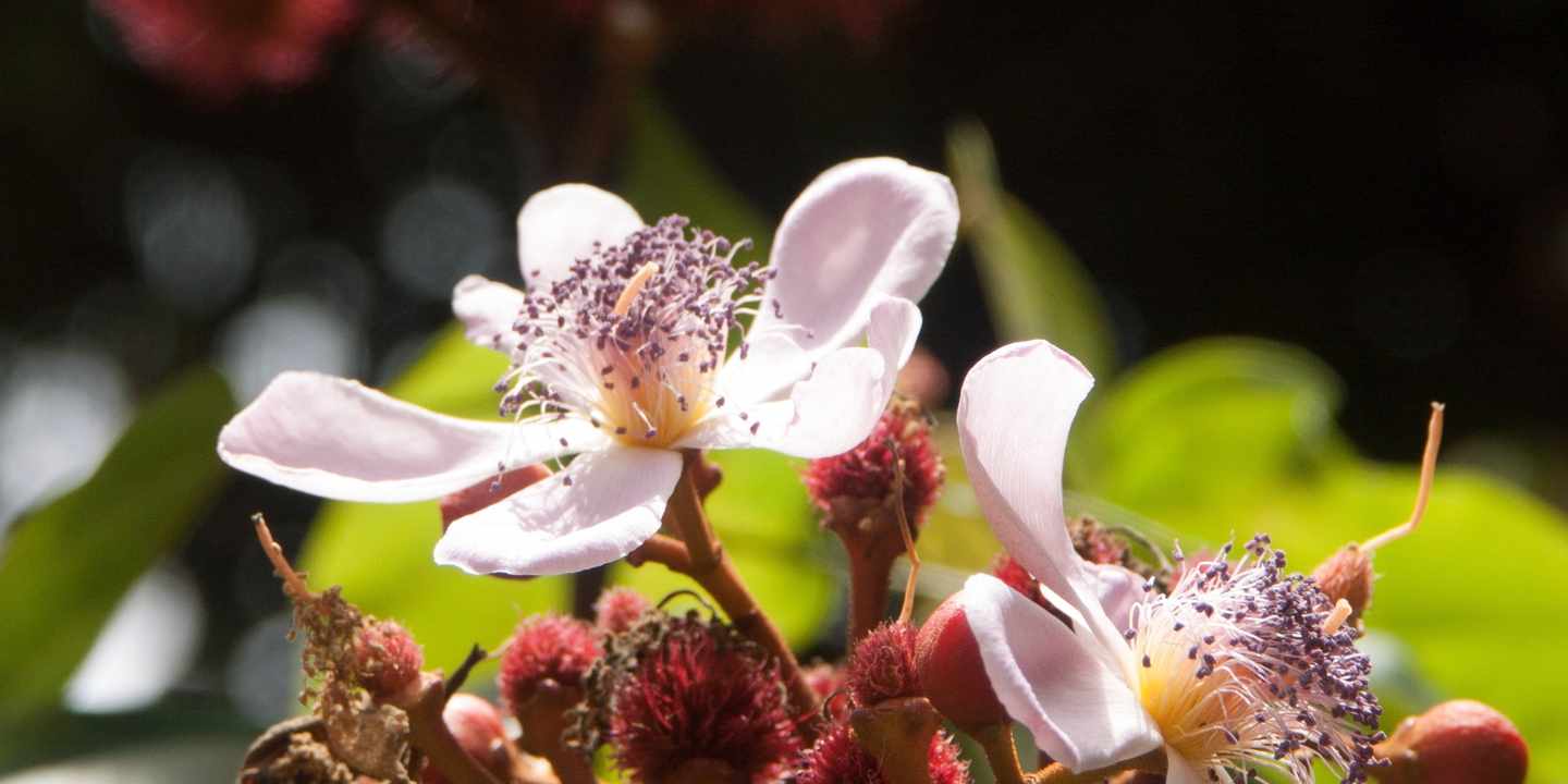 tansania-sansibar-pflanze-annatto-bluete-crop-g-598800852.jpg