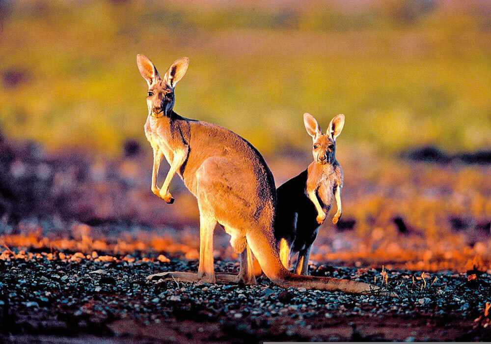 australien-kaengeru-tiere-p-MA45074.jpg