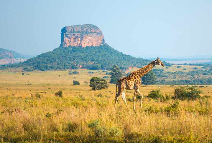 suedafrika-landschaft-giraffe-t-958201790.jpg