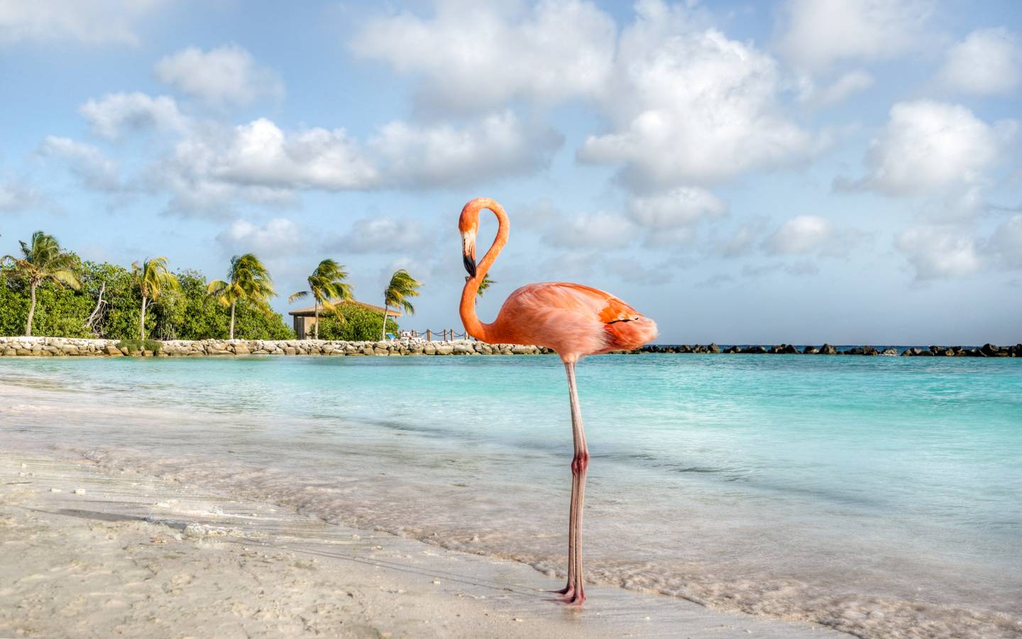 blt8b241b58d1126883-aruba-flamingo-am-flamingo-beach-g-1071910150.jpg aruba-flamingo-am-flamingo-beach-g-1071910150.jpg
