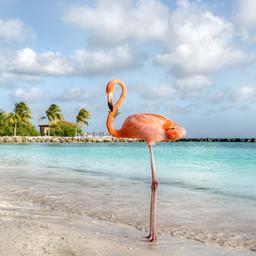 aruba-flamingo-am-flamingo-beach-g-1071910150.jpg