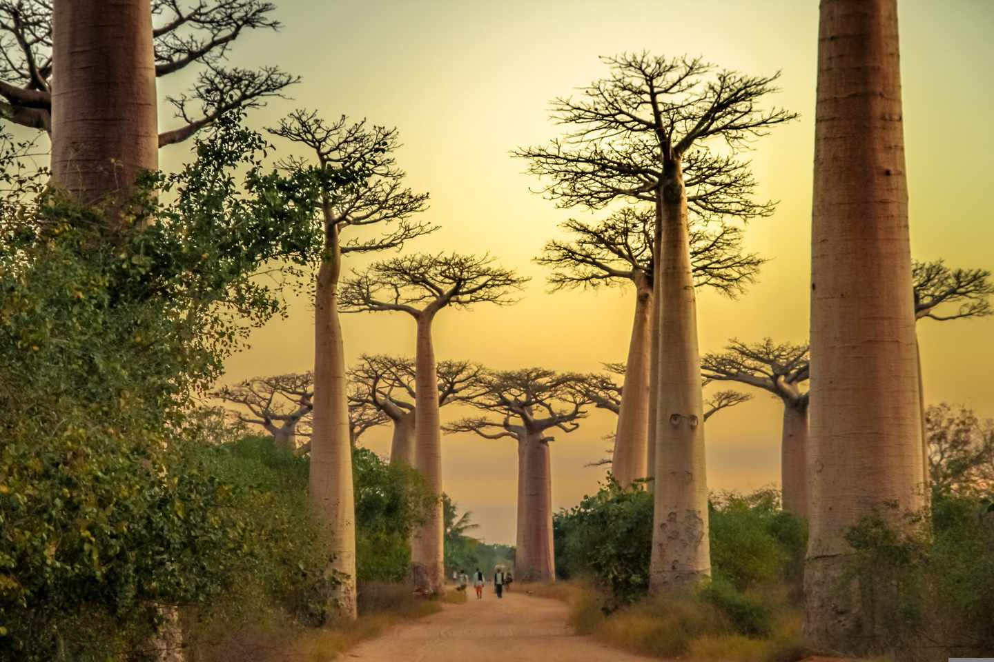 madagaskar-affenbrotbäume-klein-g-547052256.jpg