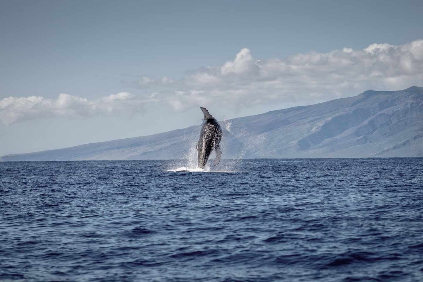usa-hawaii-maui-buckelwal-g-1392584786.jpg
