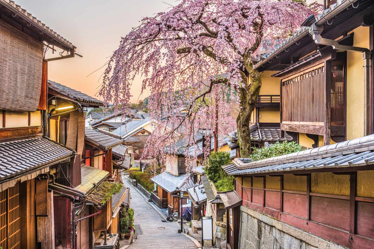 japan-kyoto-kirschbluete-g-902966276-1.jpg