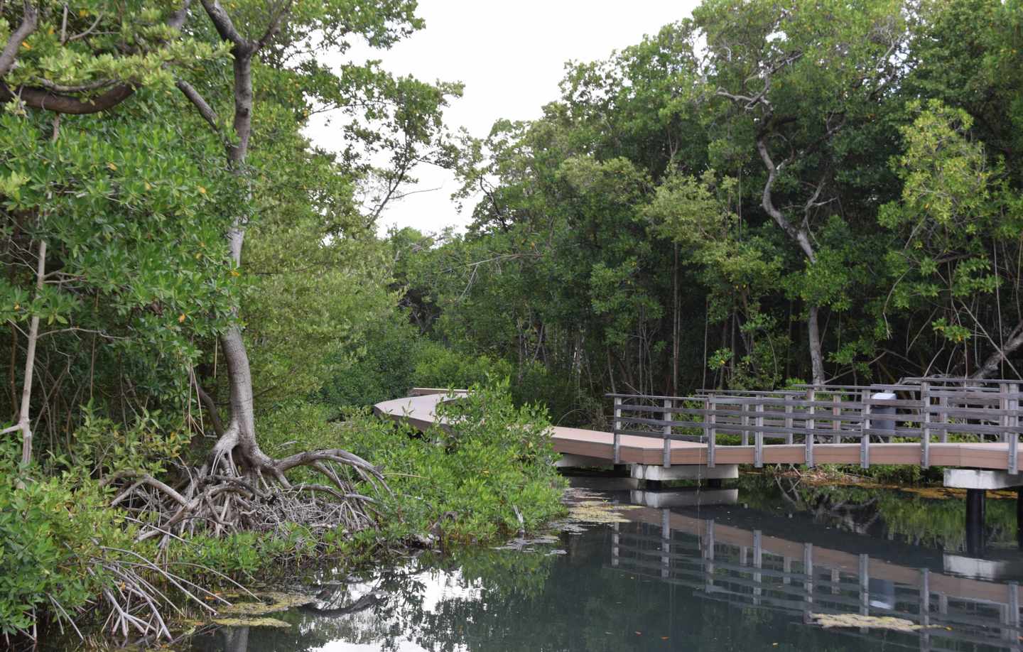 curacao-park-rif-mangrove-g-2096716537_bearbeitet.jpg
