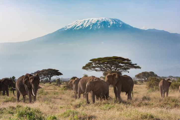 afrika-kenia-kilimandscharo-elefanten-pauschalreise-g-507185290.jpg