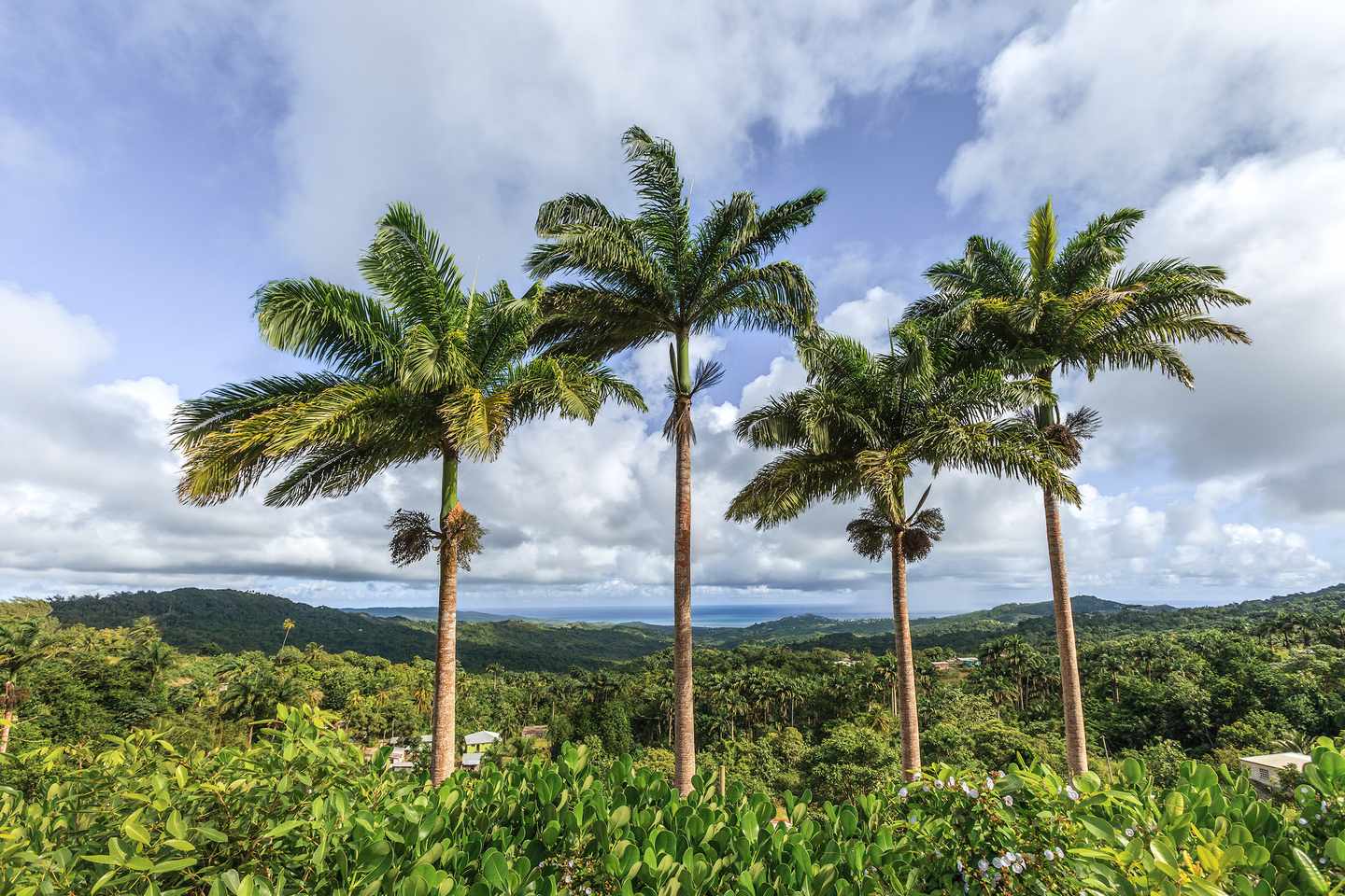 karibik-barbados-palmen-g-174978071.jpg