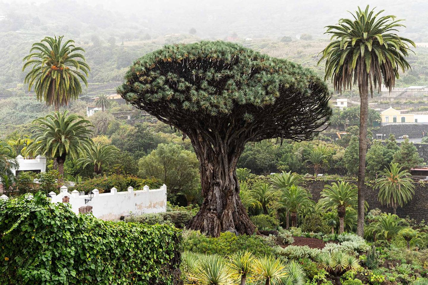 spanien-teneriffa-icod-de-los-vInos-botanischen-garten-drago-baum-g-1160962162.jpg