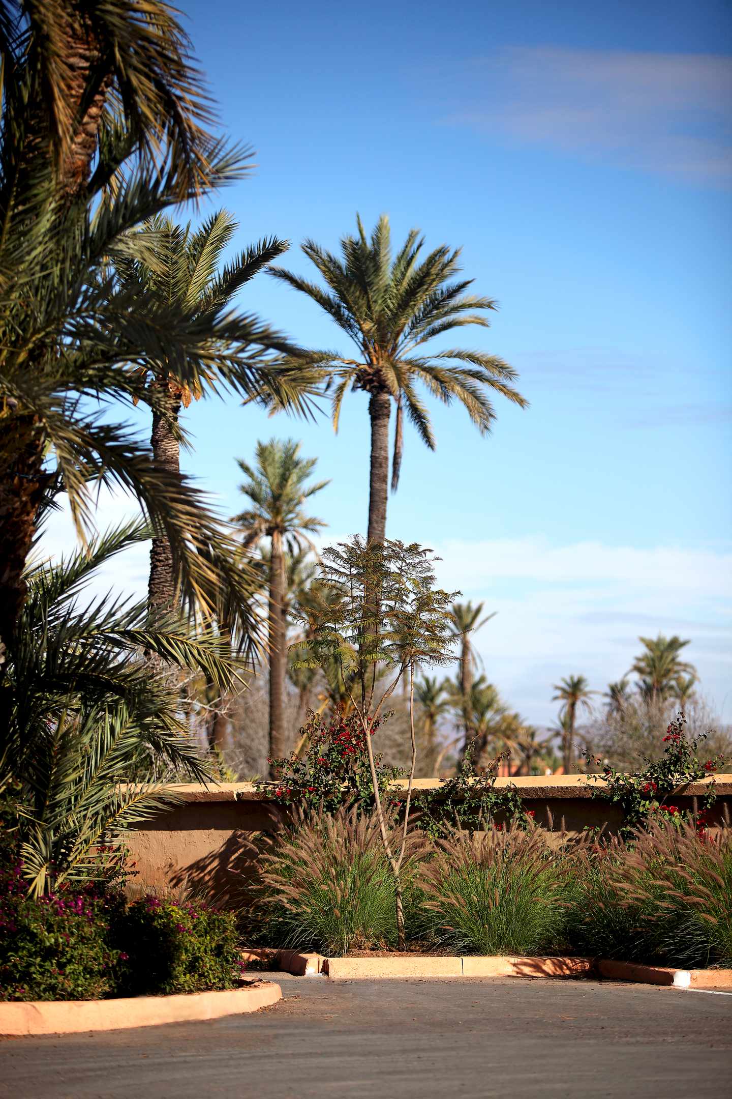 bltded04b7902bb70fd-afrika-palmen-marrakesch-g-509079631.jpg Afrikas Sehenswürdigkeiten: Palmen in Marrakesch
