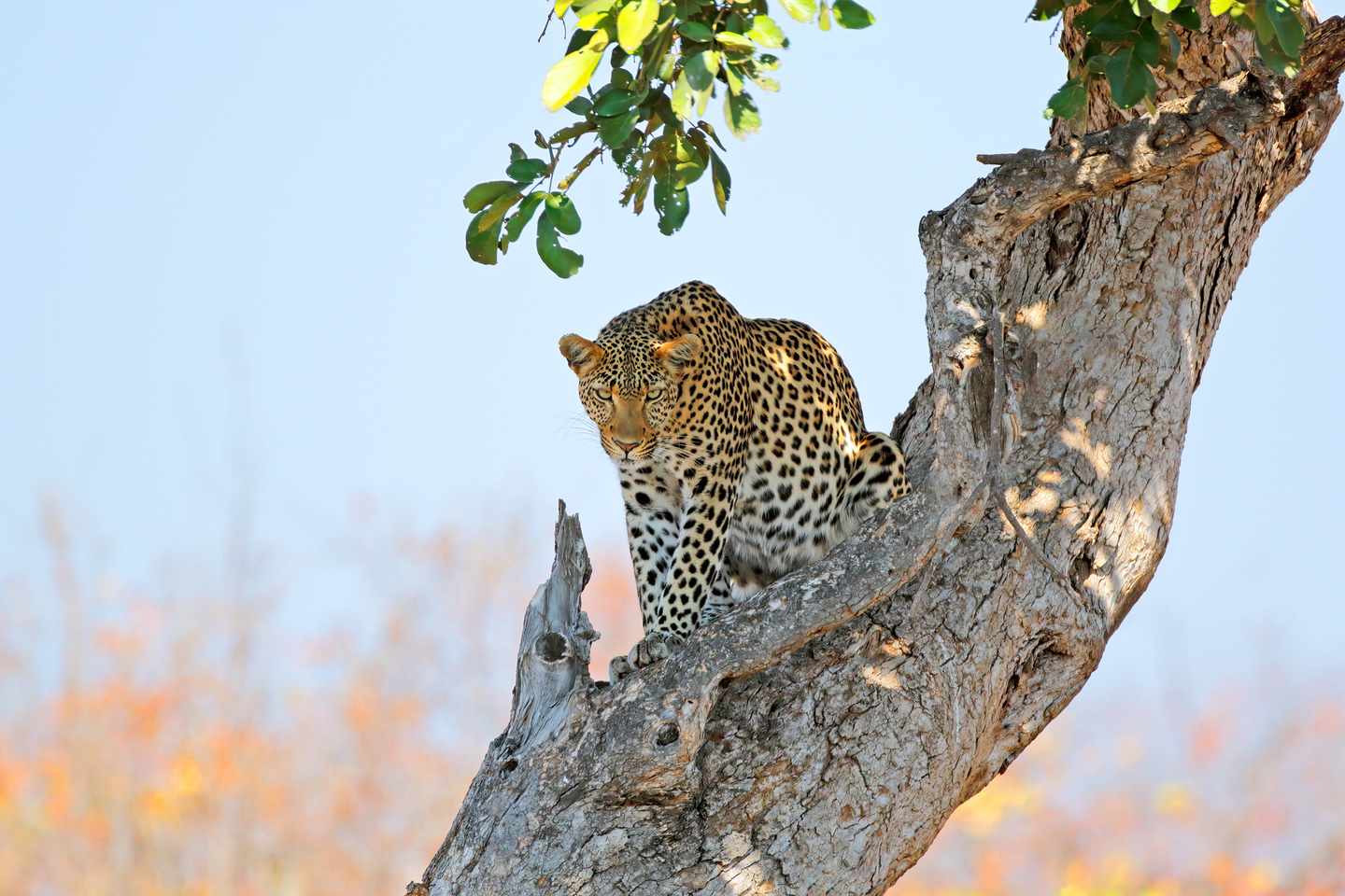 suedafrika-kruger-nationalpark-leopard-g-1366181155.jpg