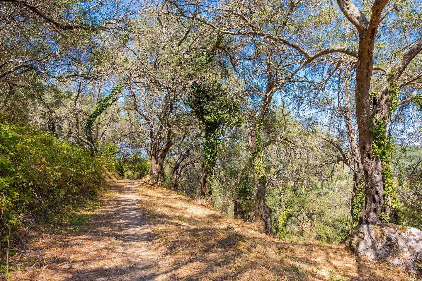griechenland-korfu-olivenhain-corfu-trail-g-1341123064.jpg