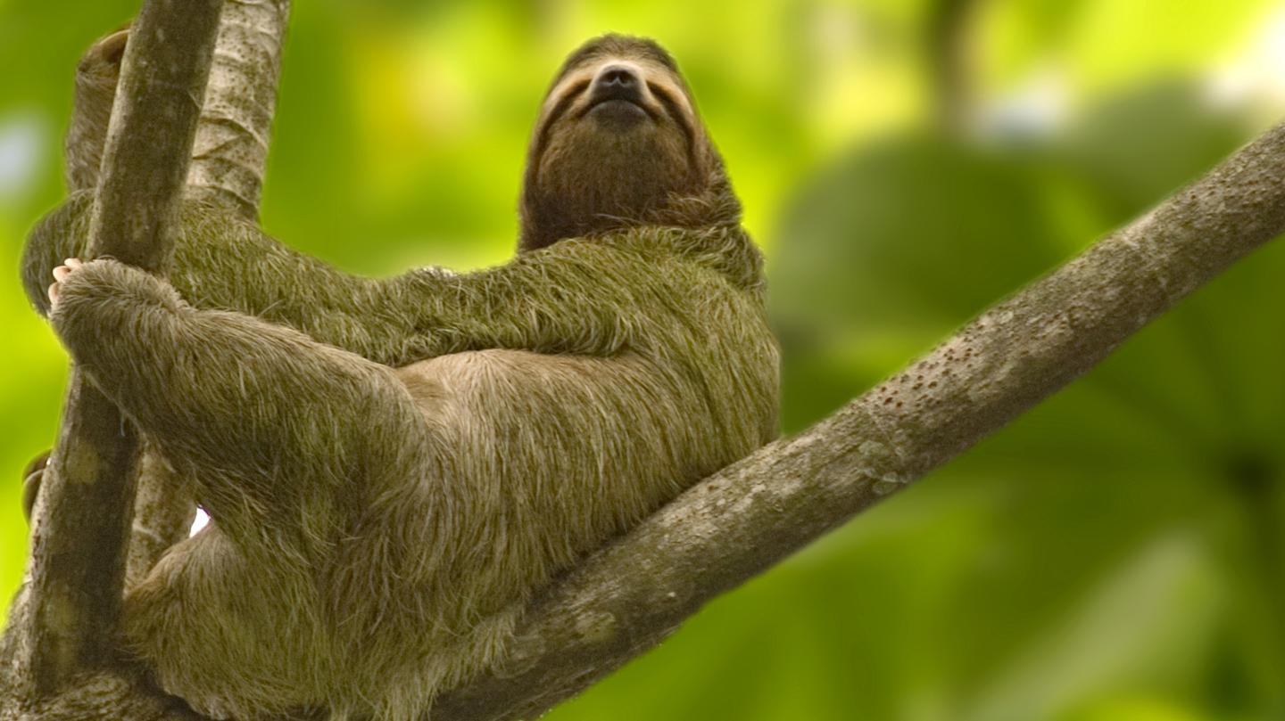 costa-rica-faultier-f.jpg